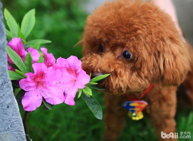 玩具贵宾犬应该如何区分真假？