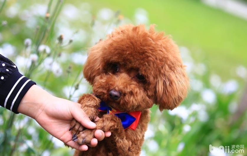 玩具贵宾犬应该如何区分真假？