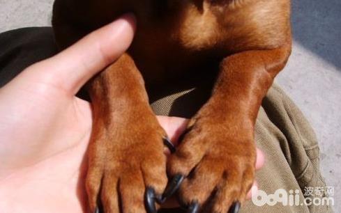 狗狗指甲怎么修剪 狗狗指甲修剪注意事项有哪些？