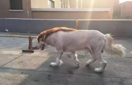 给狗狗剃腹底毛有什么好处？