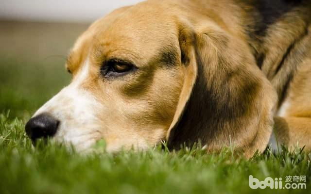 狗狗表达情感的方式都有哪些？