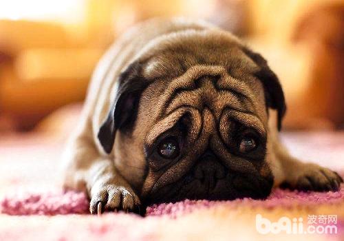 狗狗表达情感的方式都有哪些？
