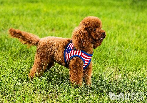 饲养泰迪犬的优点都有哪些？