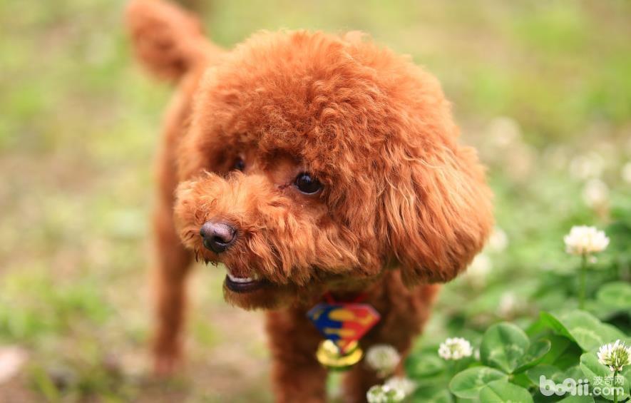 怎么给泰迪犬刷牙 泰迪犬刷牙技巧