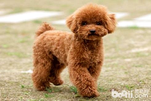 泰迪犬嘴巴变红是生病了吗 泰迪犬嘴巴变红的原因有哪些