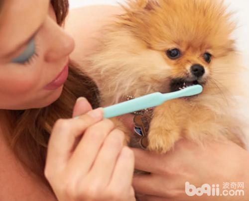 给狗狗刷牙的注意事项都有哪些？