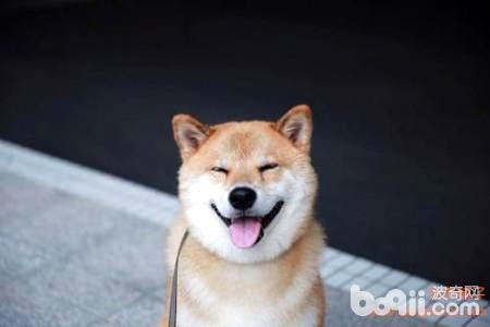 有哪些方法可以让狗狗感到快乐？
