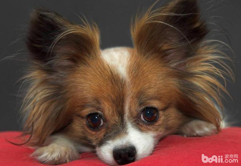 蝴蝶犬护理技巧，蝴蝶犬护理的注意事项