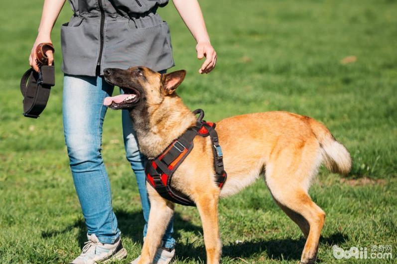 马犬食欲不好怎么办，马犬食欲不好的原因