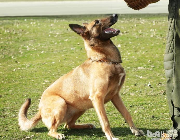 马犬幼犬补钙的方法都有哪些？