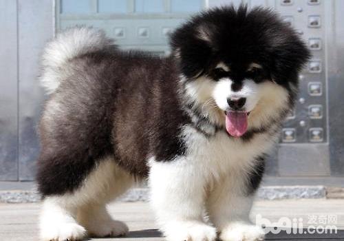 阿拉斯加幼犬怎么养，阿拉斯加幼犬饲养方式