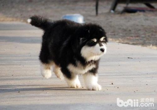 阿拉斯加幼犬怎么养，阿拉斯加幼犬饲养方式