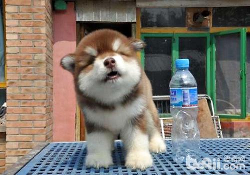 阿拉斯加幼犬怎么养，阿拉斯加幼犬饲养方式