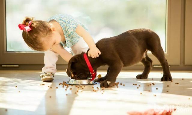 幼犬饲养的注意事项都有哪些，幼犬如何饲养