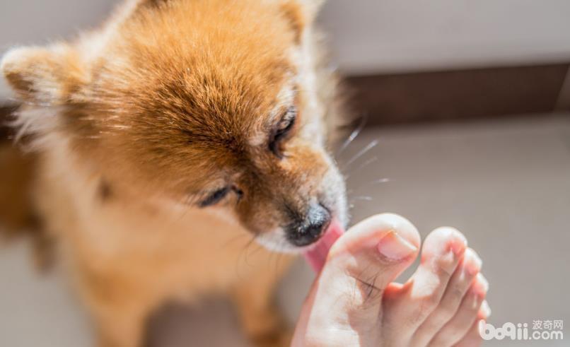 狗狗喜欢舔脚的原因是什么？