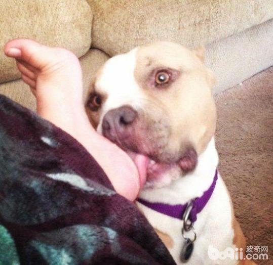 狗狗喜欢舔脚的原因是什么？