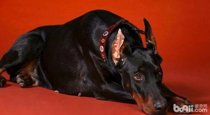 最适合成为家庭护卫犬的四种狗狗
