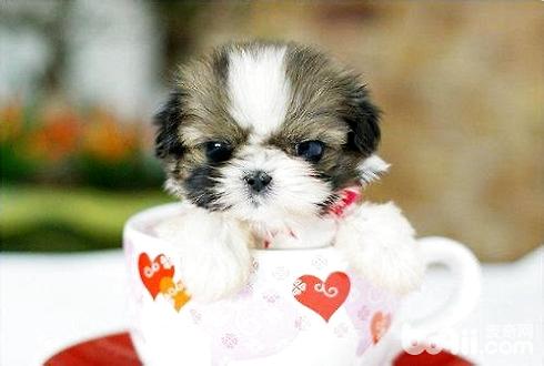 茶杯犬是怎么做出来的