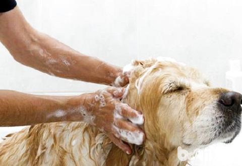 给狗狗洗澡的正确方法有哪些？