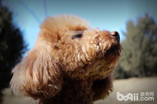 泰迪犬缺点，泰迪犬的缺点都有哪些？