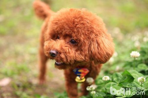 泰迪犬缺点，泰迪犬的缺点都有哪些？