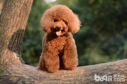 泰迪犬缺点，泰迪犬的缺点都有哪些？