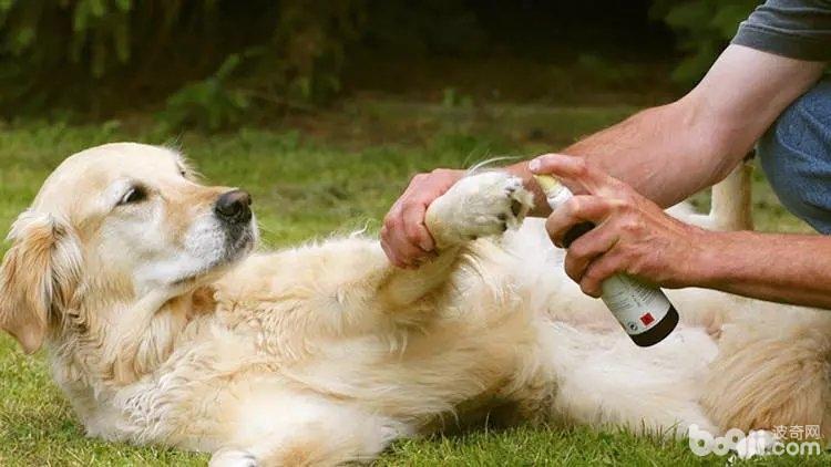 狗狗夏季护理，夏季养狗的注意事项有哪些？