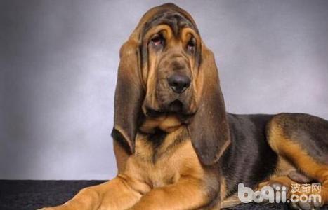 受欢迎的工作犬，盘点最受欢迎的5种工作犬