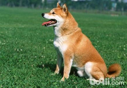 受欢迎的工作犬，盘点最受欢迎的5种工作犬