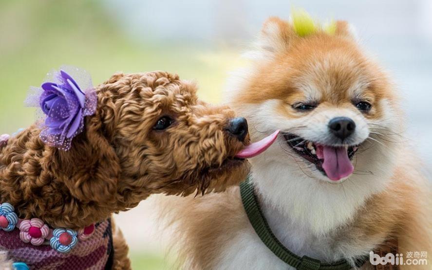 受欢迎的工作犬，盘点最受欢迎的5种工作犬