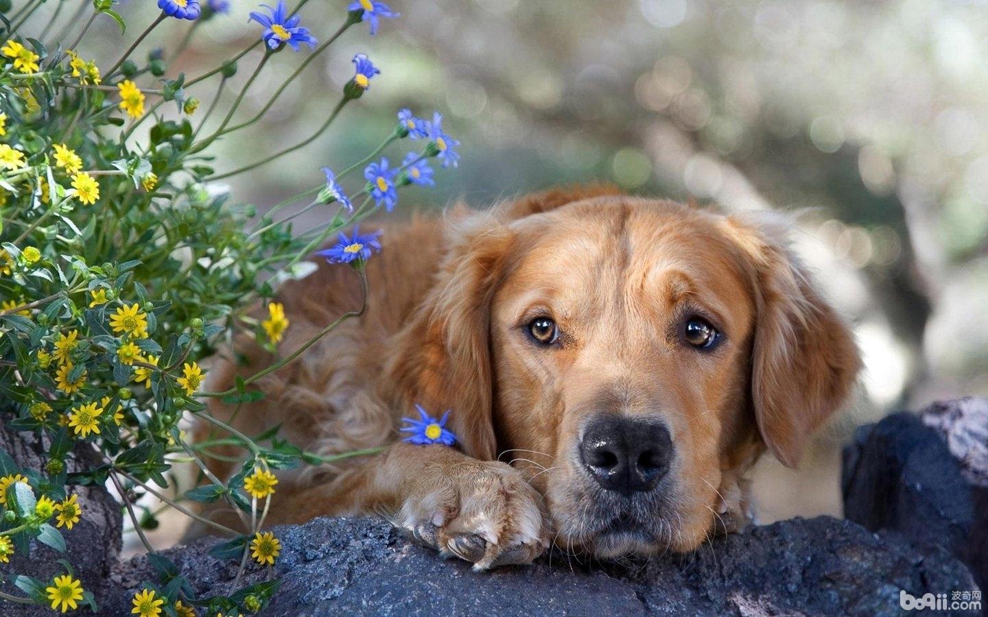 受欢迎的工作犬，盘点最受欢迎的5种工作犬