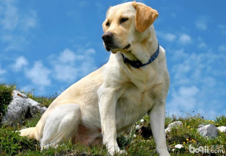 为什么导盲犬大多数都选择用拉布拉多？