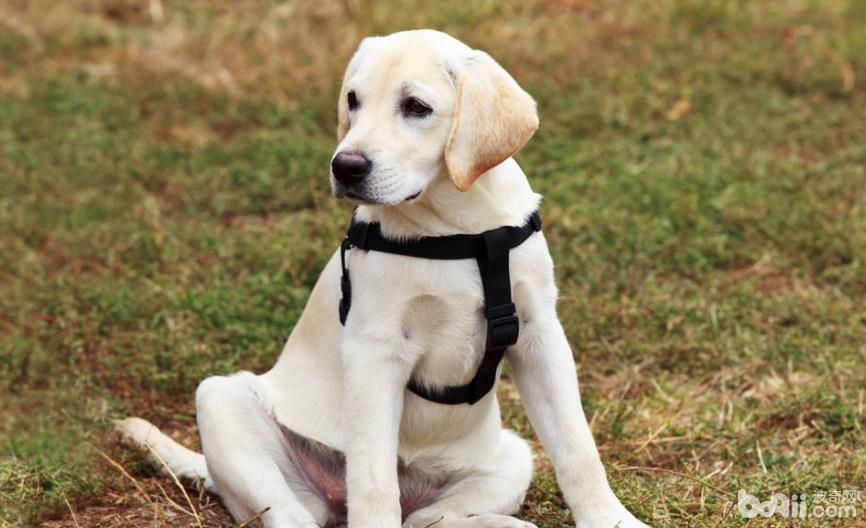 为什么导盲犬大多数都选择用拉布拉多？