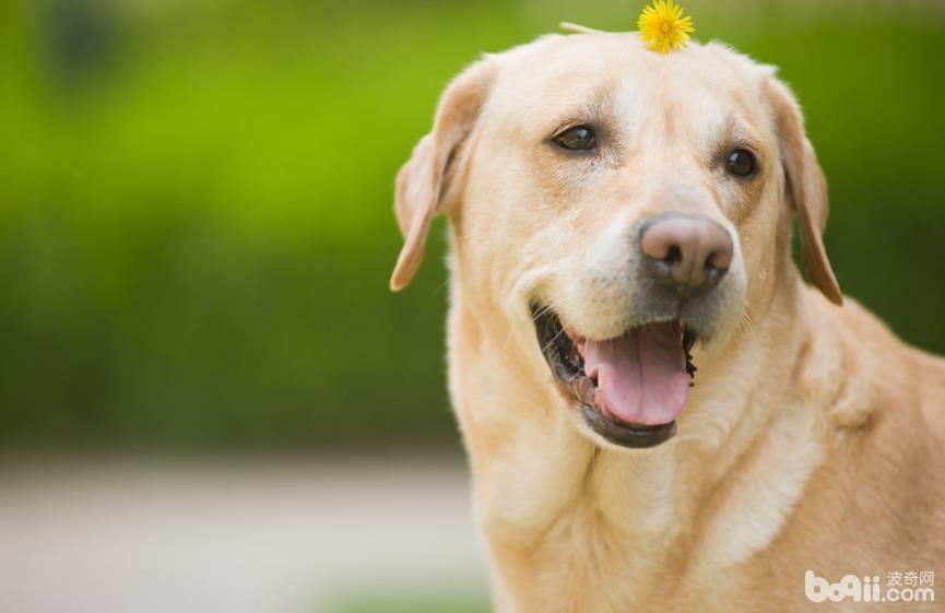 狗狗夏季咬人最常见的四个原因