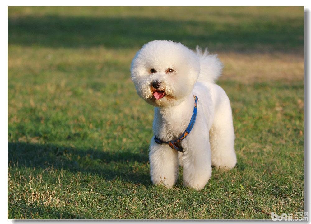 怎样能养好熊幼犬，饲养比熊犬要注意什么？