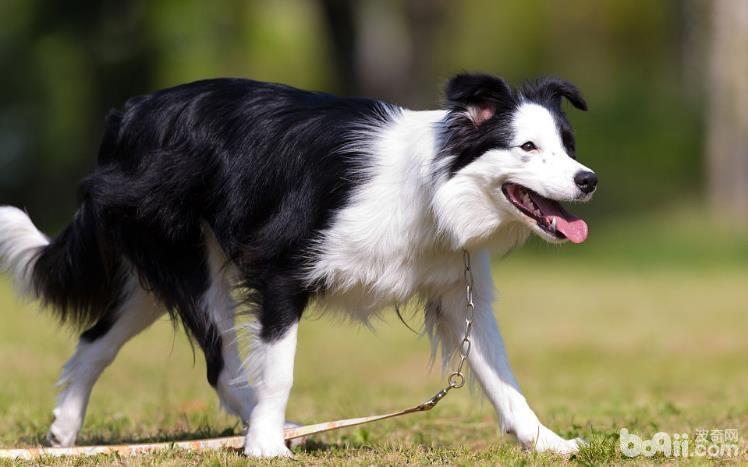 六大原因告诉你为什么不养边境牧羊犬
