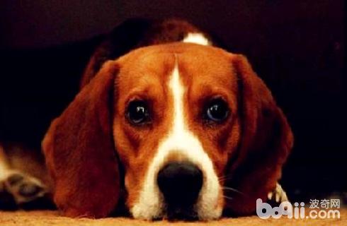 比格犬智商