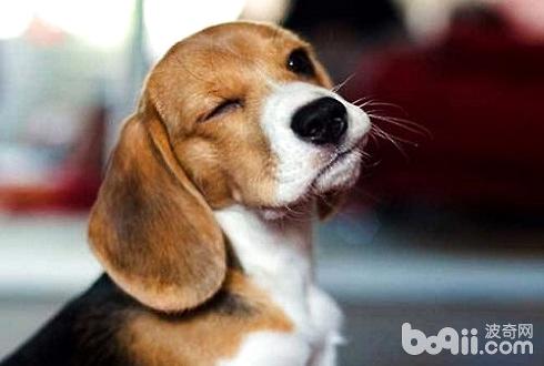 比格犬智商
