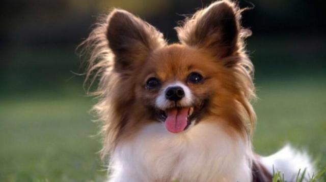 蝴蝶犬能长多大？蝴蝶犬为什么养的人少
