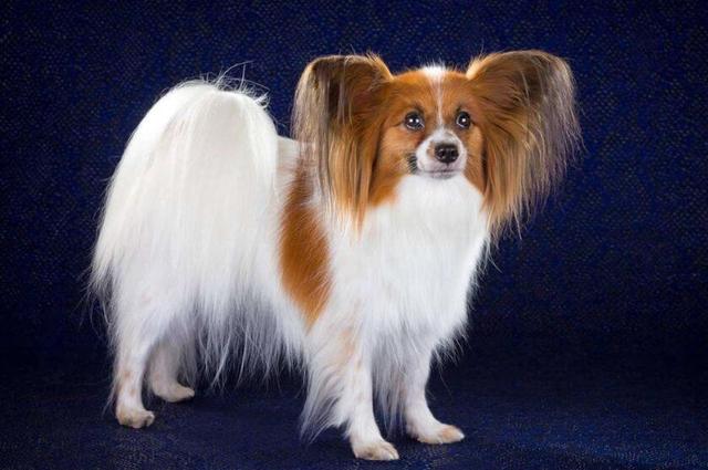 蝴蝶犬能长多大？蝴蝶犬为什么养的人少