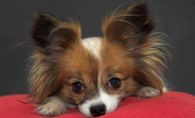 蝴蝶犬能长多大？蝴蝶犬为什么养的人少