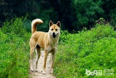 外国人是怎么评价中华田园犬的 外国人评论中华田园犬