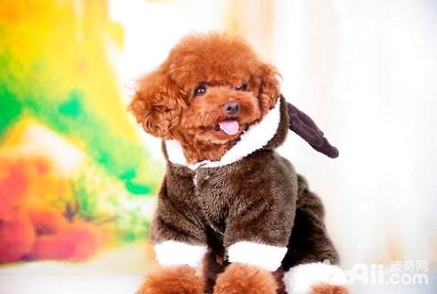 泰迪犬冬天怎么饲养 泰迪冬天需要穿衣服吗