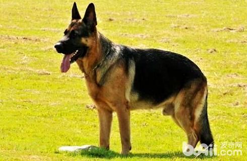 西德犬多少钱一只
