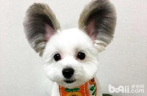 蝴蝶犬串串