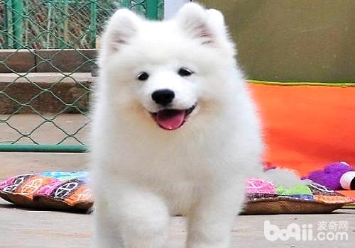 萨摩耶幼犬.jpg