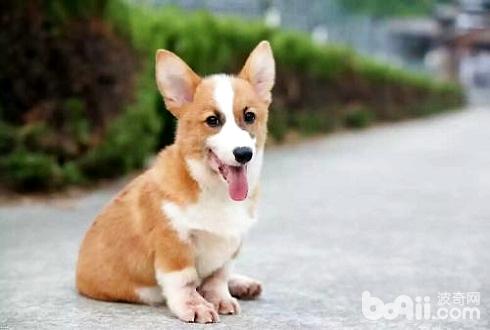 柯基犬好养吗