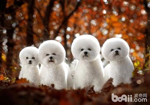 比熊犬好养吗