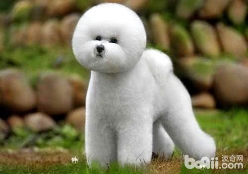 比熊犬好养吗