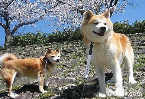 秋田犬多少钱